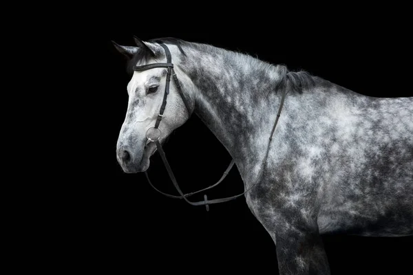 Retrato Cavalo Branco Freio Isolado Sobre Fundo Preto — Fotografia de Stock