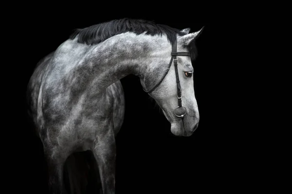 Wit Paard Portret Teugel Geïsoleerd Zwarte Achtergrond — Stockfoto