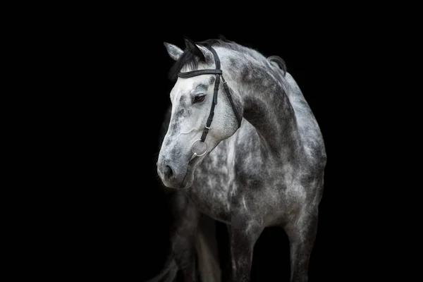黒い背景に隔離されたブライドルの白い馬の肖像画 — ストック写真