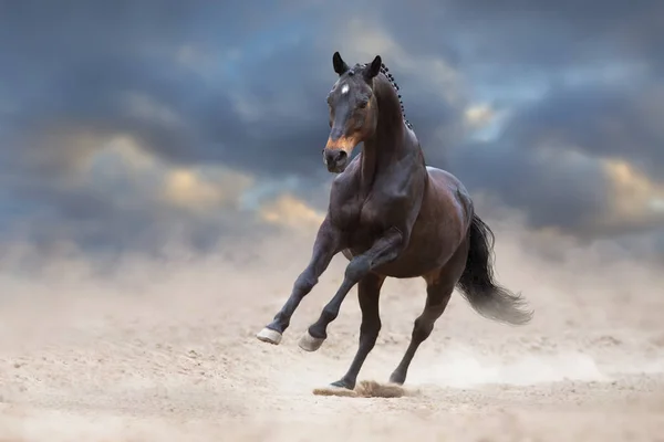 海湾马在沙漠沙上奔跑 与蓝天飞驰 — 图库照片