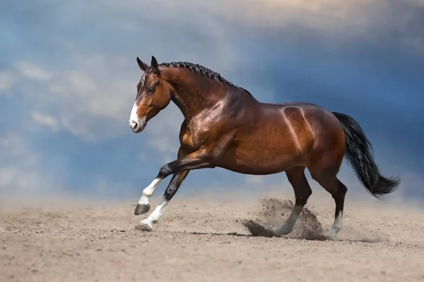 Лошадь Бежит Галопом Песку Пустыни Против Голубого Неба — стоковое фото