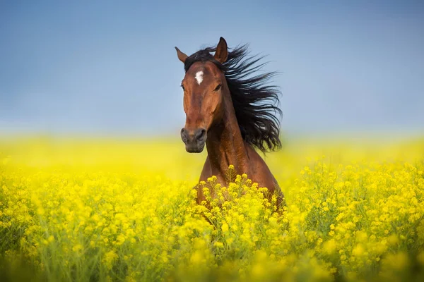 Bay Horse Long Mane Rape Field — Stock Photo, Image