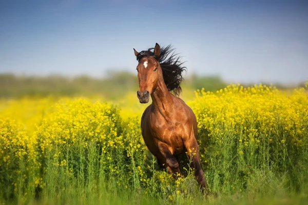 Cavalo Baía Com Crina Longa Campo Estupro — Fotografia de Stock