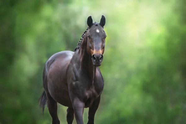 Cavalo Close Retrato Movimento Contra Fundo Verde — Fotografia de Stock