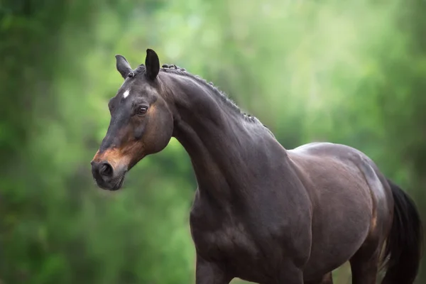 Лошадь Крупным Планом Портрет Движении Зеленом Фоне — стоковое фото