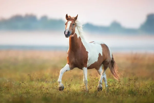 Caballo Piebald Galopar Prado Niebla — Foto de Stock