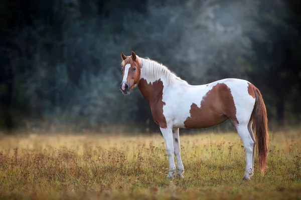 Piebald Horse Standing Fog Meadow — Stock Photo, Image