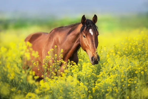 Caballo Bahía Con Melena Larga Campo Violación — Foto de Stock