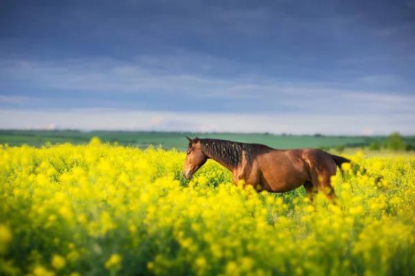 Cavalo Flores Contra Céu Dramático — Fotografia de Stock