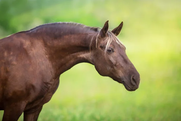 Cavalo Close Retrato Fundo Verde — Fotografia de Stock