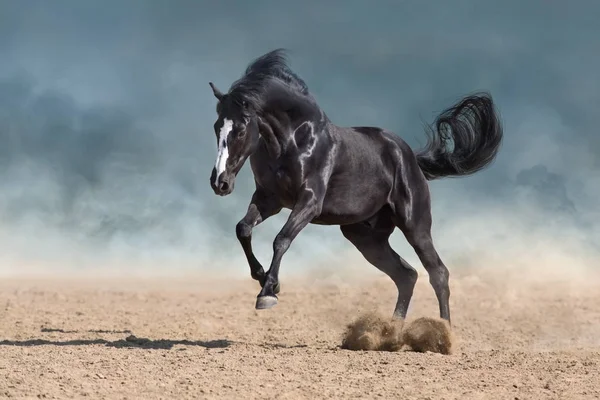 Galop Course Libre Chevaux Dans Poussière Sable — Photo