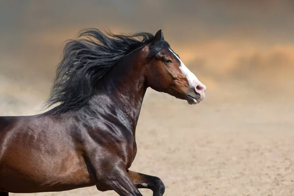 Dostihový kůň s dlouhou hřívou zblízka na portrét — Stock fotografie