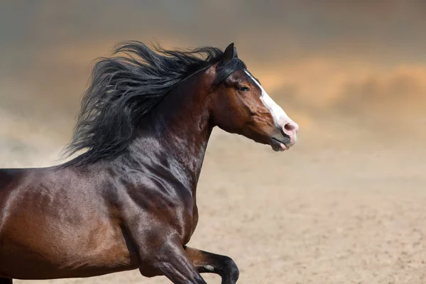 Cavalo de baía fechar o retrato com crina longa — Fotografia de Stock