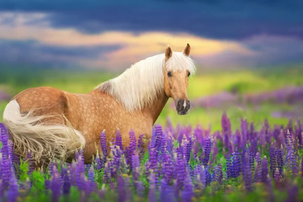 Palomino Horse Long Mane Lupine Flowers Sunset — Stock Photo, Image