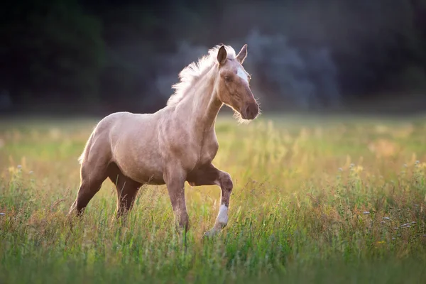 Palomino horse běh — Stock fotografie