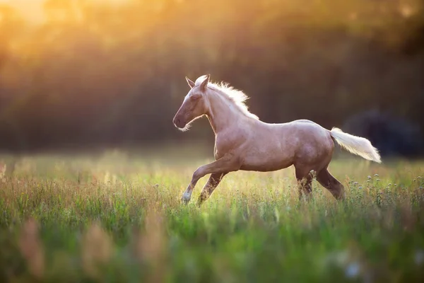 Palomino carrera de caballos — Foto de Stock