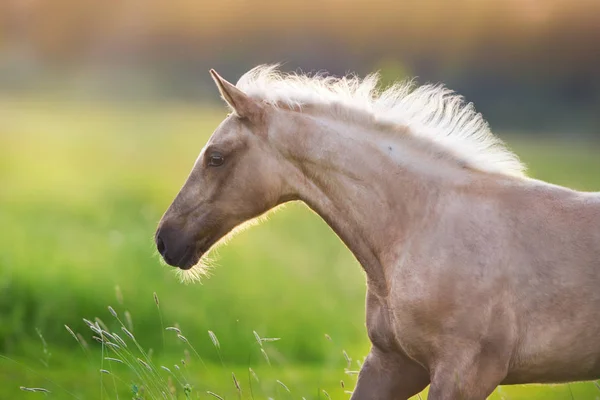 Palomino 말 실행 — 스톡 사진