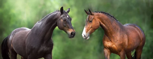 Dois Cavalo Close Retrato Movimento Contra Fundo Verde — Fotografia de Stock