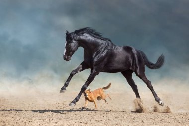 Beautiful bay horse with long mane run and play with dog in desert dust clipart