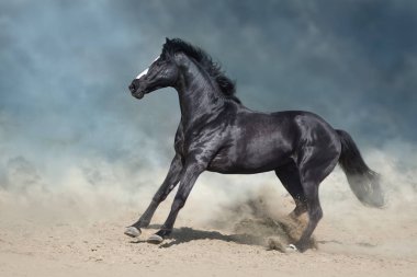 Horse run gallop in desert dust against dramatic dark sky clipart