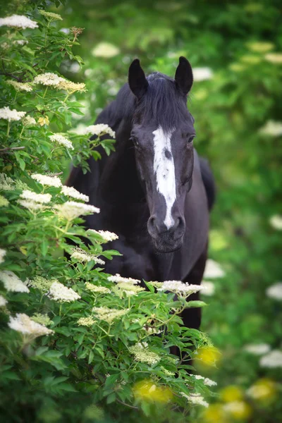 Portrait Cheval Noir Sur Les Arbres Fleurs Printanières — Photo