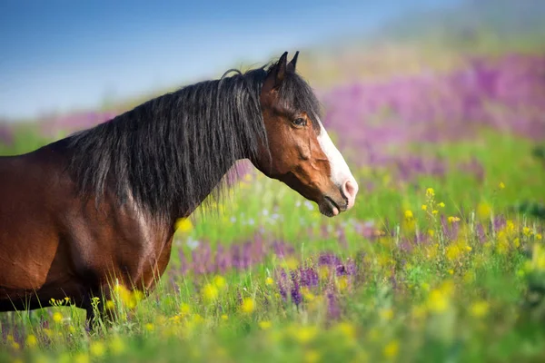 Close Horse Portrait Flowers Meadow — Stock Photo, Image