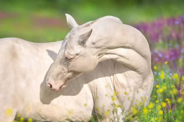 Gros Plan Portrait Cheval Cremello Dans Prairie Fleurs — Photo