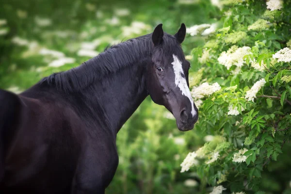 Portrait Cheval Noir Sur Les Arbres Fleurs Printanières — Photo