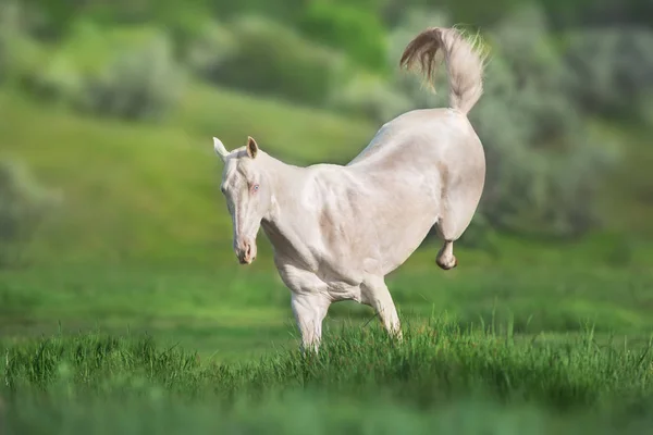 Koń Akhal Teke Biegnie Zielonym Polu Źródlanym — Zdjęcie stockowe