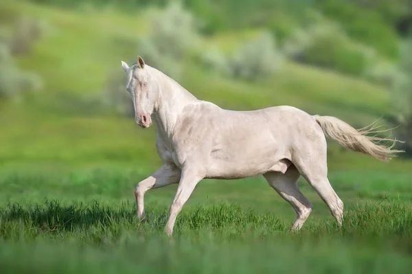 Koń Akhal Teke Biegnie Zielonym Polu Źródlanym — Zdjęcie stockowe