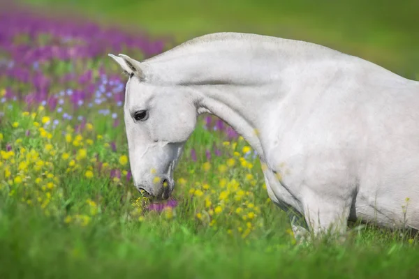 Zbliżenie Konia Portret Łące Kwiaty — Zdjęcie stockowe