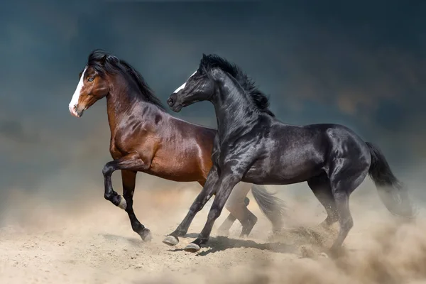 Dos Sementales Corren Divierten Polvo Del Desierto — Foto de Stock