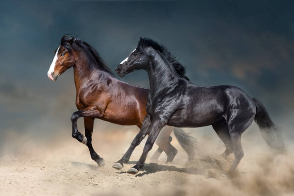 Two stallion run and play fun in desert dust