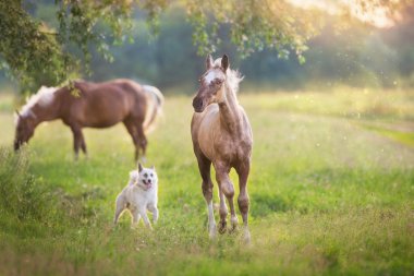 Palomino atlar bahar otlak üzerinde