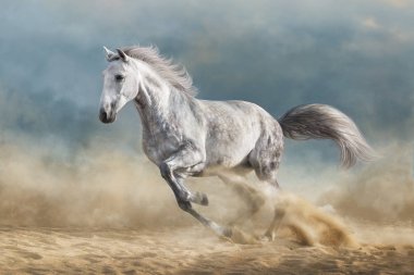Grey horse galloping on sandy field against dramatic blue sky clipart