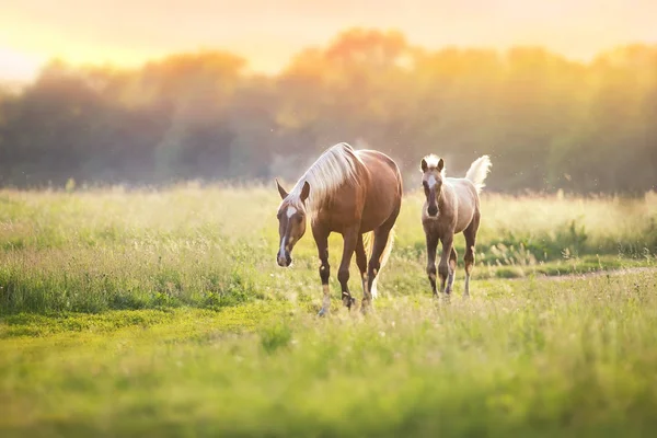 Palomino Atlar Bahar Otlak Üzerinde — Stok fotoğraf