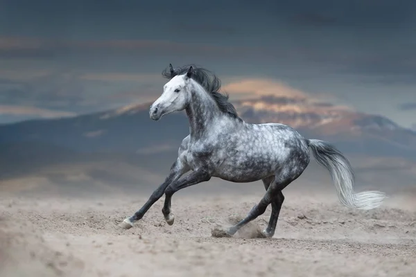 山の景色に対する砂浜の上の灰色の馬のギャロップ — ストック写真