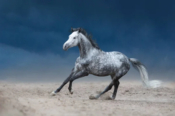 Cavalo Cinzento Galopando Campo Arenoso Contra Céu Azul Dramático — Fotografia de Stock