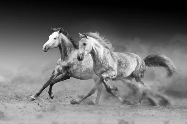 Dva Koně Běží Tryskem Izolovaně Pouštním Prachu Černobílá — Stock fotografie