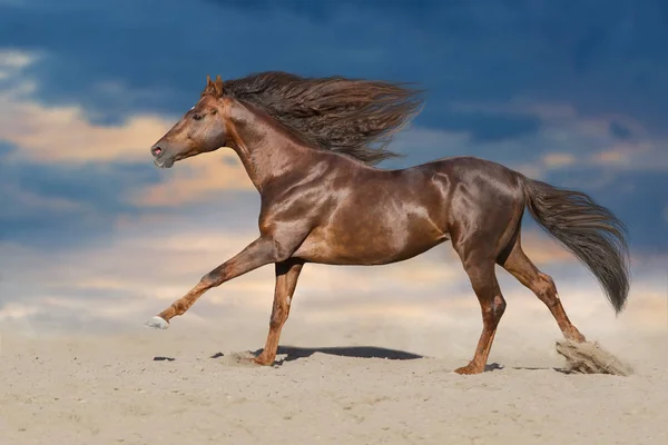 Κόκκινο Άλογο Τρέχει Γρήγορα Ενάντια Στον Ουρανό Ηλιοβασιλέματος — Φωτογραφία Αρχείου