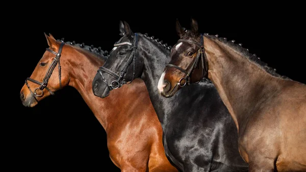 Gruppe Von Pferd Zaumzeug Nahaufnahme Porträt Auf Schwarzem Hintergrund — Stockfoto