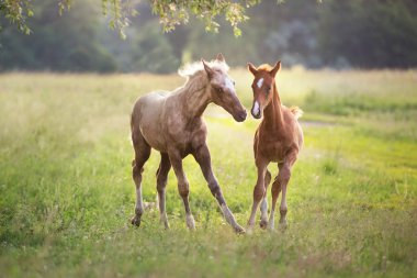 İki tay gün ışığında çayırda koşar ve eğlenir.