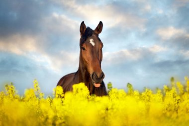 Tecavüz alanında uzun yele ile Bay at 