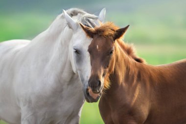 Mare ve taylar bahar otlaklarında sürüler halinde.