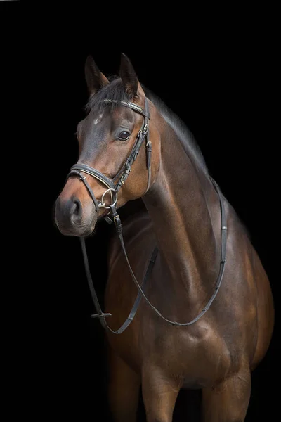 Pferdeporträt Zaumzeug Auf Schwarzem Hintergrund — Stockfoto