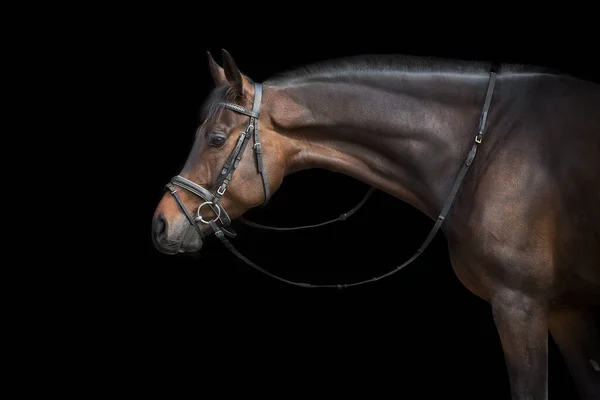 Retrato Cavalo Freio Sobre Fundo Preto — Fotografia de Stock