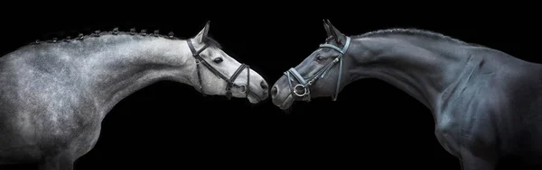 Zwei Pferde Porträt Zaumzeug Auf Schwarzem Hintergrund — Stockfoto