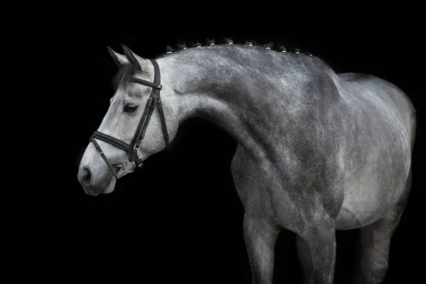 Retrato Cavalo Branco Freio Sobre Fundo Preto — Fotografia de Stock