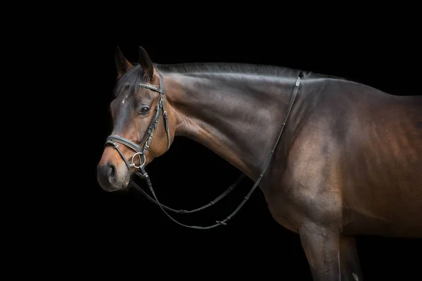 Портрет Коня Мотузці Чорному Тлі — стокове фото
