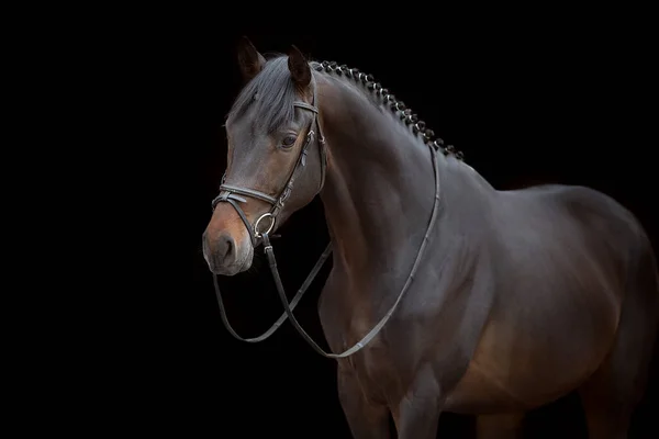 Portrait Cheval Bride Sur Fond Noir — Photo